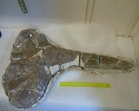 Ancient whale fossil provides exact date for East Africa's puzzling uplift