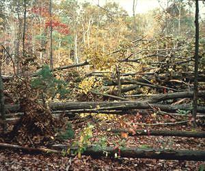 In Blown-Down Forests, a Story of Survival