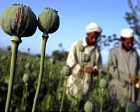 Afghan opium producers hit hard by drought in 2018