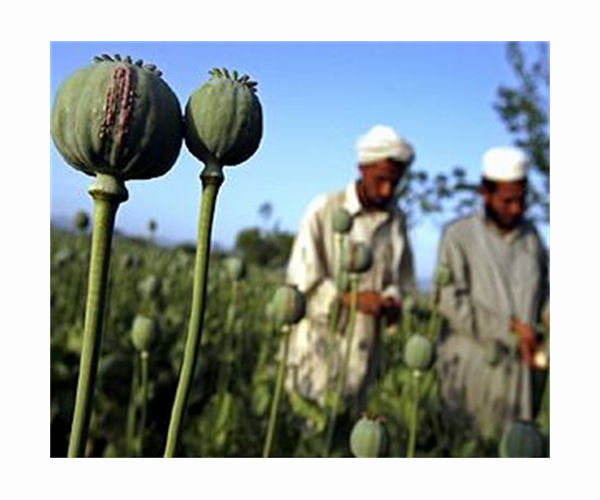 Myanmar opium farming booming after coup: UN