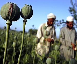 Russia wants better NATO anti-drug war