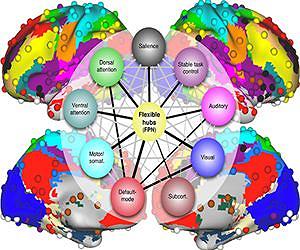 Brain's flexible hub network helps humans adapt