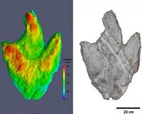 Researchers reconstruct dinosaur tracks