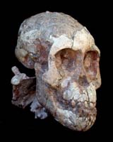 Oldest Juvenile Skeleton Discovered Will Help Piece Together Human Development
