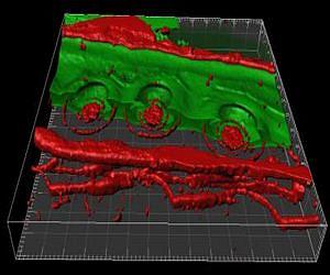 Virginia Tech scientists show why traumatized trees don't 'bleed' to death