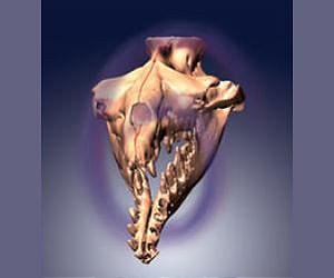 Ancient whale skulls and directional hearing: A twisted tale