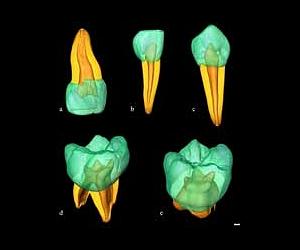 Formula For Making Teeth Will Soon Be Found