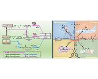 Researchers advance biomass transformation process