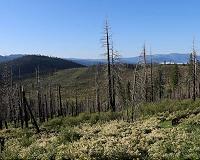 Charcoal remains could accelerate CO2 emissions after forest fires