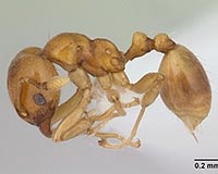 When Industrious Ants Go Too Far