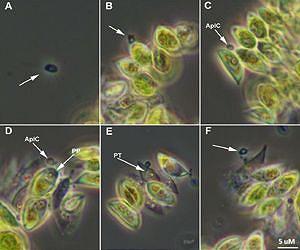 The impact of algae parasite on algae biofuel output