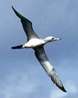 Booby Bird Making Comeback