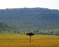 Carbon emissions in African savannas triple previous estimates