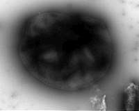 Microbial fuel cell converts methane to electricity