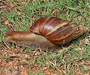 Real-life scientific tale of the first 'electrified snail'