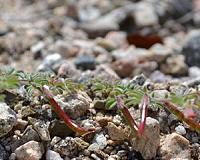 Bacteria beneficial to plants have spread across California
