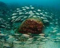 Marine animals explore the ocean in similar ways