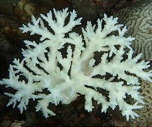 How do corals survive in the hottest reefs on the planet?
