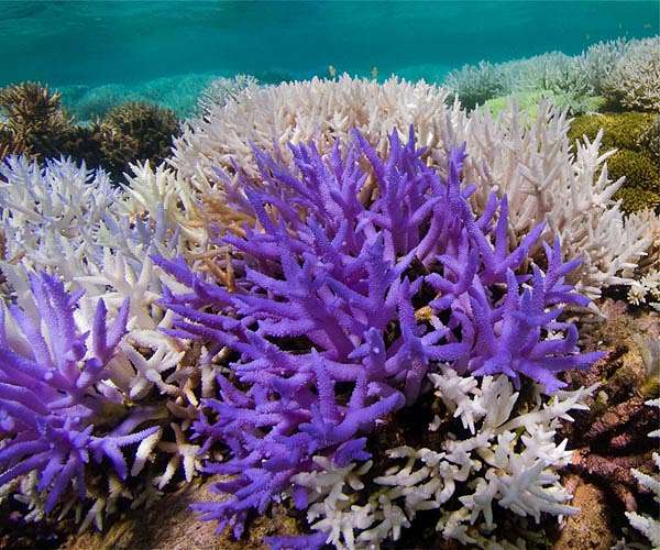 Countries pledge to raise $12 billion to help coral