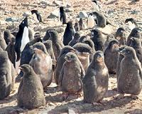 Penguin chicks