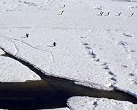 Computer model predicts vastly different ecosystem in Antarctica's Ross Sea