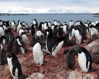 Hungry penguins chase Antarctic's shifting krill