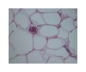 NYU physicists devise method for building artificial tissue