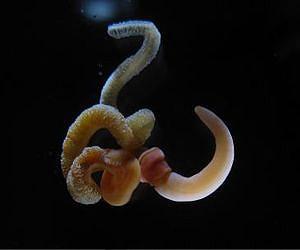 An evolutionary surprise