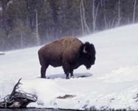 NASA Snow Data Helps Maintain Largest And Oldest Bison Herd