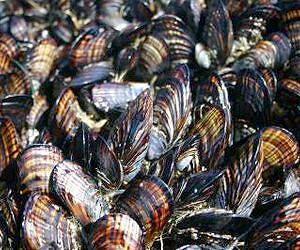 Mussels inspire innovative new adhesive for surgery