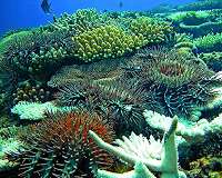 Immunity could be key to addressing coral crisis