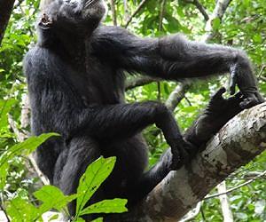 Long-term memory helps chimpanzees in their search for food