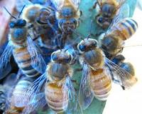 When apple trees blossom, worker bees rock