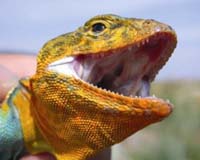 Pressured By Predators, Lizards See Rapid Shift In Natural Selection