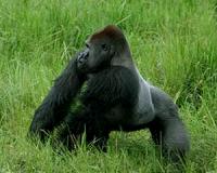 Frenchman fights to make Gabon a gorilla haven