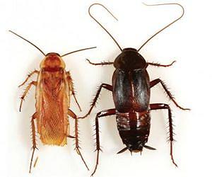 Turkestan cockroach displacing oriental cockroach in southwestern US