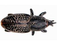 A new resource to help manage billbugs in turfgrass
