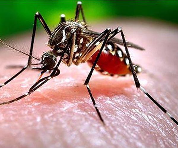 WHO launches plan to rein in 'alarming' dengue spread