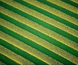 Study challenges soil testing for potassium and the fertilizer value of potassium chloride