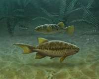 Study: Birth control turning male fish into females