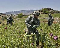 Poppies bloom across Afghanistan as drought eases