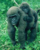 Republic of Congo Announces Two Massive Protected Areas