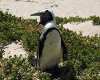 Imperilled African penguins pose scientific mystery