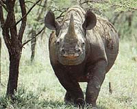 Indian State To Shoot Rhino Poachers On Sight