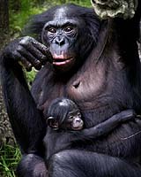 Social Tolerance Allows Bonobos To Outperform Chimpanzees On A Cooperative Task