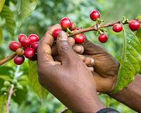 Demand for coffee can create ecological, economic rift with poorer nations
