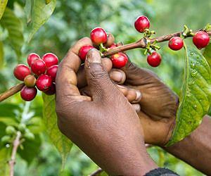 A South Sudan moka? What else?