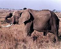 Elephants in Tanzania reserve could be wiped out by 2022