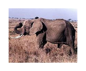 Africa risks losing 20 pct of elephants in 10 years