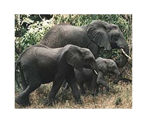 Zimbabwe weighs cost of too many elephants